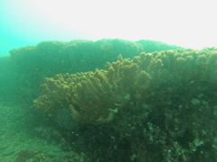 Pocillopora grandis