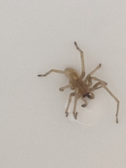 Cheiracanthium inclusum