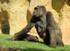 Gorilla gorilla