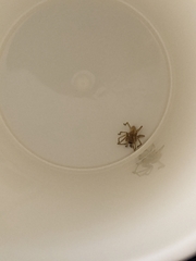 Cheiracanthium inclusum