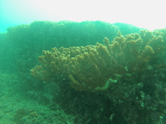 Pocillopora grandis