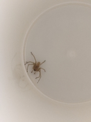 Cheiracanthium inclusum