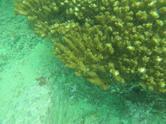 Pocillopora grandis