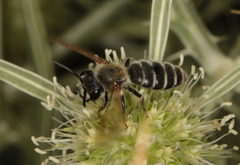 Andrena decipiens