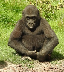 Gorilla gorilla