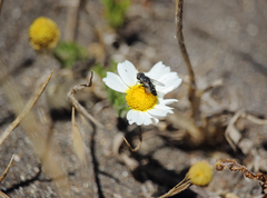 Opsidia intonsa