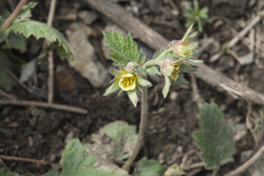 Geum kokanicum