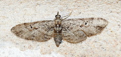 Eupithecia bolterii