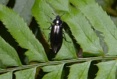 Platycerus