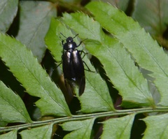 Platycerus