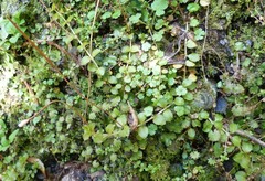 Epilobium pedunculare