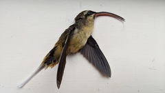 Phaethornis syrmatophorus
