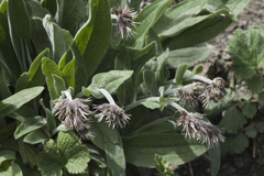 Solenanthus karateginus