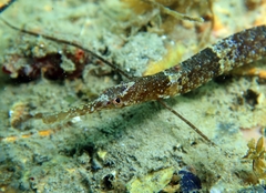 Narrow-Snouted Pipefish photo 5