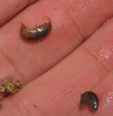 Gammarus pseudolimnaeus