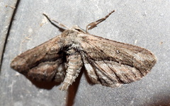 Holochroa dissociarius