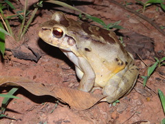 Leptodactylus knudseni