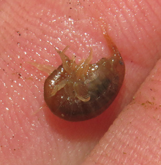 Gammarus pseudolimnaeus