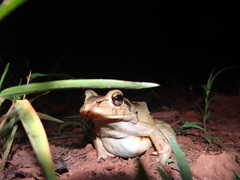 Leptodactylus knudseni