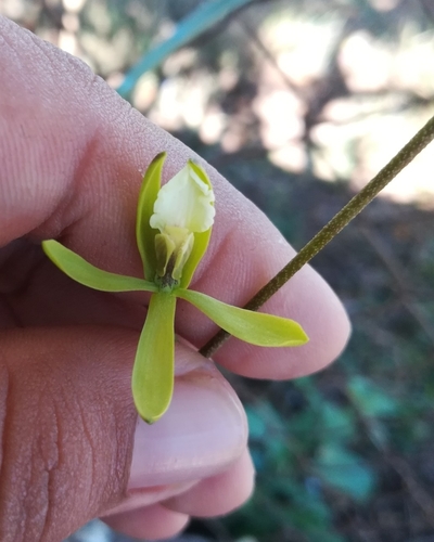 Encyclia stellata, photograph 5