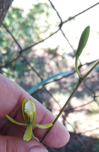 Encyclia stellata, photograph 6