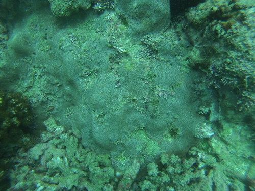 Porites panamensis