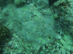 Porites panamensis