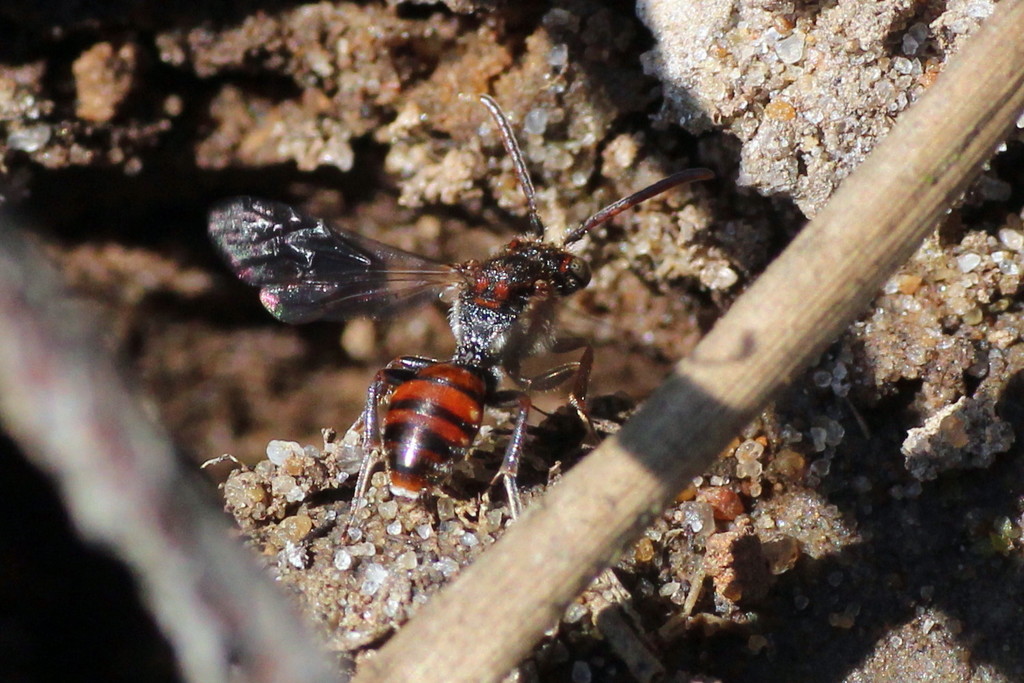 Little Nomad Bee