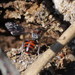 Little Nomad Bee - Photo (c) Philip Mark Osso, some rights reserved (CC BY-NC), uploaded by Philip Mark Osso