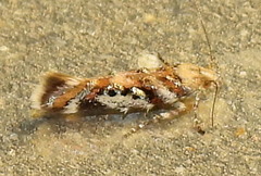 Aristotelia elegantella