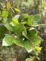 Amomyrtus luma
