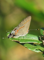 Calycopis cecrops image