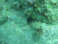 Porites panamensis