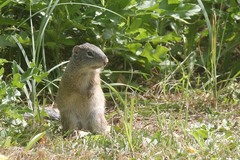 Poliocitellus franklinii