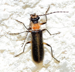 Podabrus quadratus