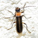 Podabrus quadratus - Photo (c) Missy McAllister-Kerr, some rights reserved (CC BY-NC), uploaded by Missy McAllister-Kerr