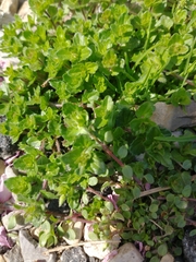 Veronica arvensis