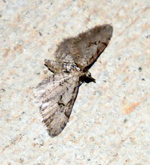 Eupithecia bolterii