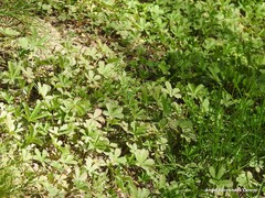 Potentilla reptans