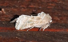 Lacinipolia erecta