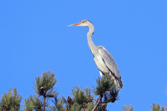 Ardea cinerea