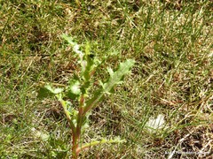 Sonchus asper