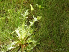 Sonchus asper