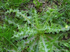Sonchus asper