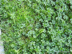 Potentilla reptans