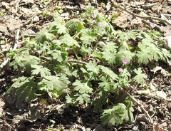 Geranium molle