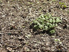 Geranium molle