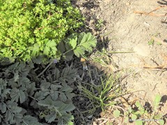 Erodium moschatum