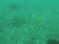 Gnathanodon speciosus