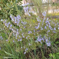 Salvia rosmarinus